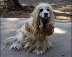 [Video] Cocker Spaniel Dumped To Die In Desert Rescued and Adopted Into Loving Home