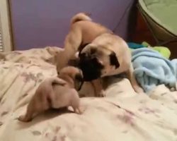 Daddy Pug And Pug Puppy Playing Will Make Your Day!