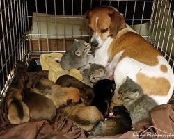 Dog Fostering Kittens Without Mother Cat