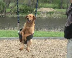 This Dog In A Swing Will Make Your Day!