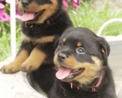 These Happy Puppies and Doggies Will Brighten Up Your Day!