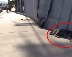 Homeless Dog Living On Streets Gets Rescued And Transformed!