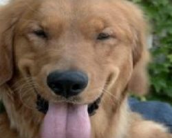 Blind Golden Retriever Finally Finds His Forever Home. What a Lovely Story…