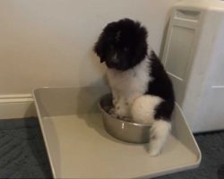 Landseer Newfoundland Puppy Gets An Upgrade