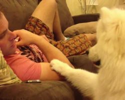 Samoyed Puppy Asking Permission To Snuggle Will Melt Your Heart!