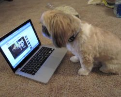 The Singing Shih Tzu Will Make You Smile From Ear To Ear!