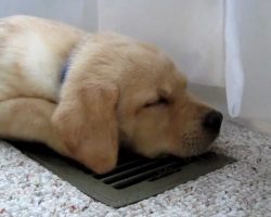 Sleepy Labrador Puppy Moki Loves The A/C