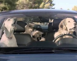 The Barkleys Get Distracted by Something on the Road and Start Barking Simultaneously. It’s HILARIOUS!