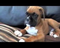 This Confused Boxer Puppy Baffled by Phone is Too Cute!!
