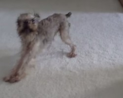 Dog Gets Upset After Being Bathed. And It’s HILARIOUS!!