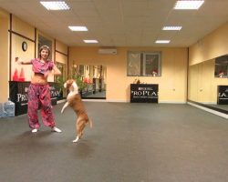 Woman Reveals The True Nature Of Pit Bulls As They Dance In Perfect Harmony