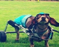 Disabled Dachshund Proves Dogs With Disabilities Are Winners! And Melts Everyone’s Hearts In The Process!