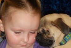 Blind Pug Brings Along Smiles Wherever He Goes! BEST. THERAPY DOG. EVER!