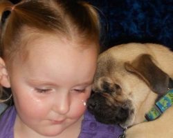 Blind Pug Brings Along Smiles Wherever He Goes! BEST. THERAPY DOG. EVER!