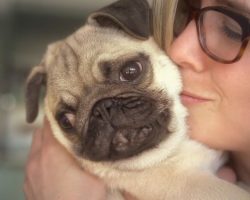 Facts That Prove Pugs Are The Best Breed Ever