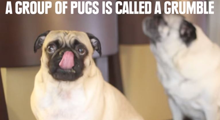 grumble of pugs