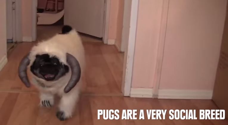 pug are a very social breed