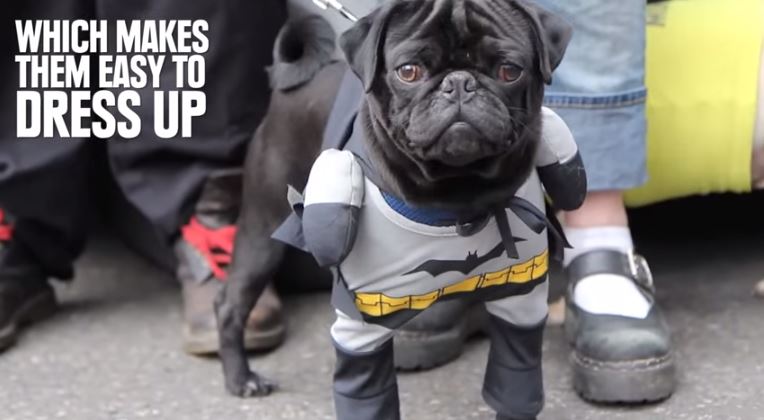 pug in batman costume