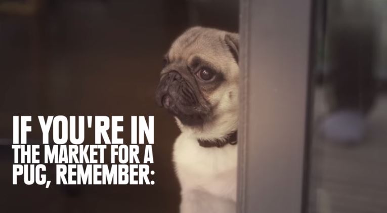 pug facts 6