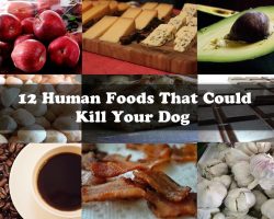 12 Human Foods That Could Kill Your Dog