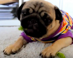 Pug’s Bunny Impression Will Paralyze You With Cuteness