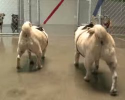 Obese Pugs Relinquished By Owner, Find A New Healthy Home