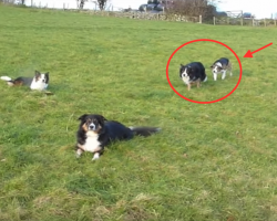 Border Collie Attempts The Most EPIC Attack On His Brother. At 1:35, I Laughed Out Loud! HILARIOUS!