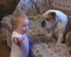 Baby Argues With Bulldog! Hilarious!