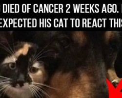 His Dog Died Of Cancer 2 Weeks Ago. The House Cat’s Reaction Was Heartbreaking.