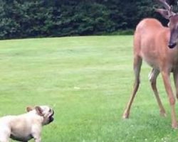 FEARLESS Little French Bulldog Named Ellie-Mae Meets A Buck!