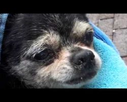 Elderly And Blind, This Chihuahua Was Dumped In A Sewer. Luckily, A Hero Stepped Up To Help!