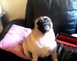 Pug Shouts ‘Help!’ When Presented With iPad Making Squeaky Toy Sound