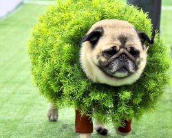 Pugs are adorable no matter what, but they’re even more precious when they’re in Halloween costumes!!