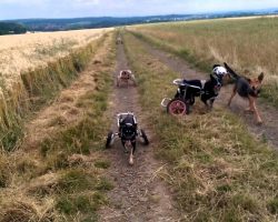 The Happiness On These Paralyzed Dogs’ Faces Is Infectious! Watch How Thrilled They Are To Be Playing Fetch!