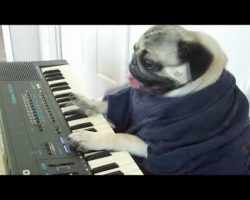 The Piano-Playing Pug