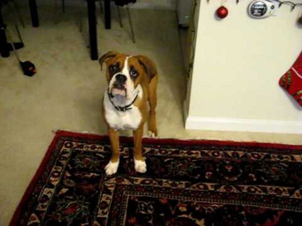 This Boxer Is Scared Of His Own Farts And It’s Hilarious!!!