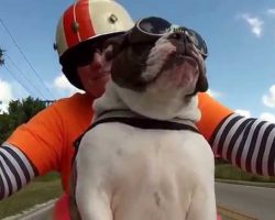 This English Bulldog Is Sooooooo Cool! She Sees A Biker Wave To Them, She Waves Back ALL ON HER OWN!