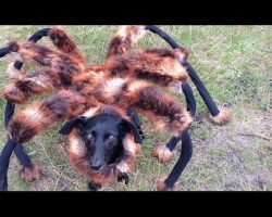 This Giant Spider Dog Prank Had Me Cracking Up! The Last Guy’s Reaction Was Priceless!