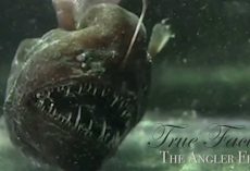 True Facts About The Angler Fish