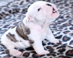 This Wrinkly Bulldog Puppy’s First Attempt At A Howl Is SO DARN CUTE!