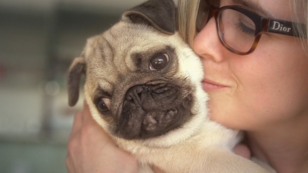 Facts Prove Pugs Are The Best Breed Ever