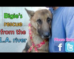 German Shepherd Rescued From The Los Angeles River