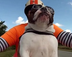 I can’t believe what this adorable English Bulldog Biker did!
