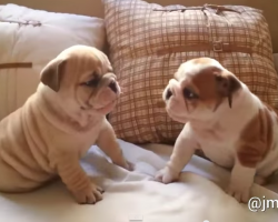 Two English Bulldog puppies playing together!  Double Cuteness!