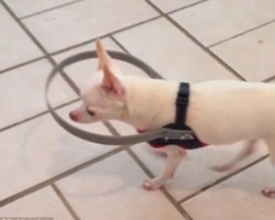 Blind Dog’s Owner Home Made Device Has Changed His Life! True Love!