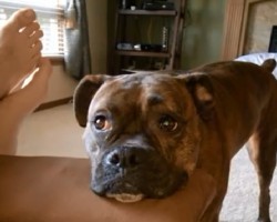 Adorable and Whinny Boxer wants to play! Hilarious!