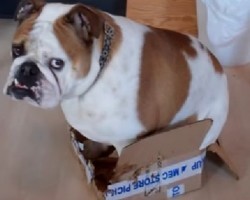 Adorable Bulldog is loving his little box. Small is Cozy!