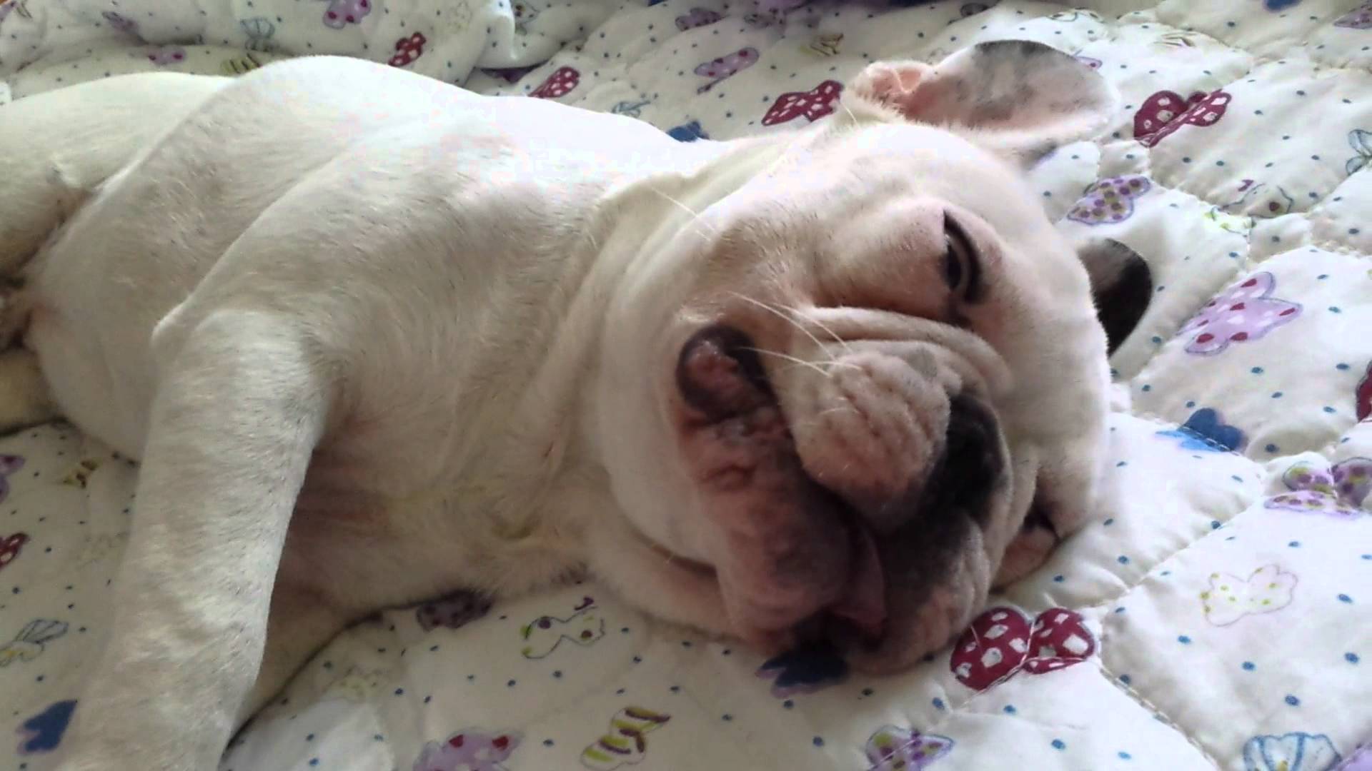 Собака хромает после. Слиппи бульдог. Французский бульдог под одеялом. Спящий французский бульдог.