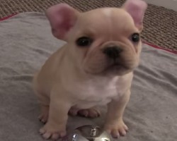 It is amazing what this adorable French Bulldog Puppy can do!