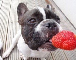 French Bulldogs and the Love of Strawberries!  Too cute!